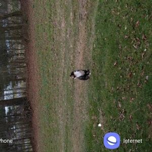 Meet your Posher, Ginger